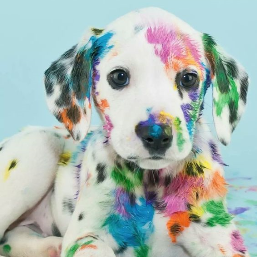 Cute Puppy Wallpaper - Pomeranian Dog Wallpapers icon