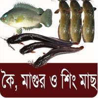 কৈ,শিং, মাগুর মাছ চাষ পদ্ধতি - Bangla Fish Farming on 9Apps