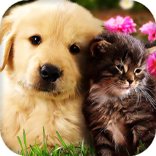 Cats and Dogs Live Wallpaper (Backgrounds) icon