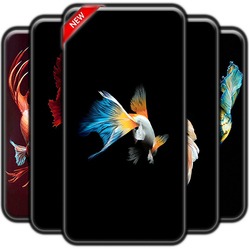 Betta Fish Wallpaper icon