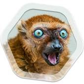 Funny Live Wallpapers icon