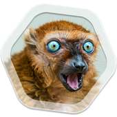 Funny Live Wallpapers