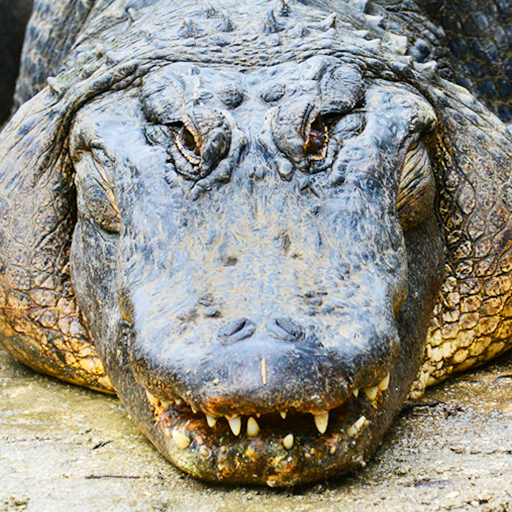 Hungry  Alligator Hunting : Alligator Games icon