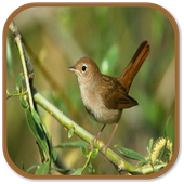 nightingale Sounds icon