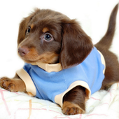 Pretty Dogs Jigsaw Puzzles icon