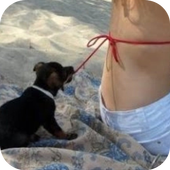 Short Funny Videos icon