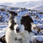 Border Collie Dog Puzzles icon