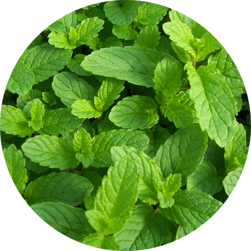 طب الأعشاب و فوائد الأعشاب أيقونة