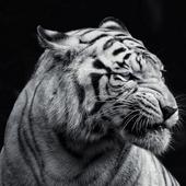 Dangerous Tiger wallpaper icon