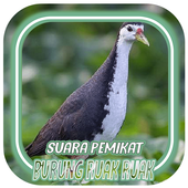 Suara Pemikat Burung Ruak Ruak Remix Offline Bonus icon