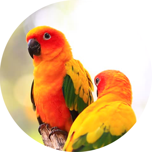 Sun conure bird sounds icon
