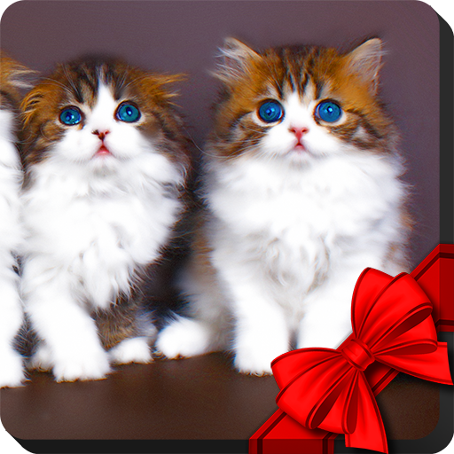 Котята живые обои иконка