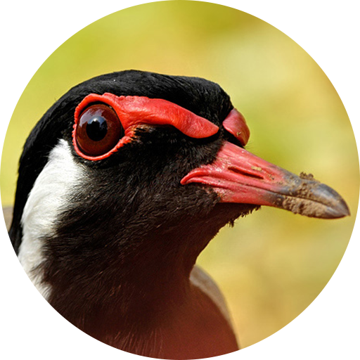 เสียงนกกระแตแต้แว้ด ริงโทน icon