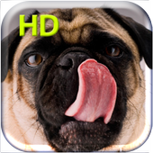 Dog Licks Screen Live Wall icon
