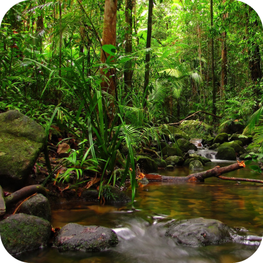 Rainforest Full HD Wallpaper icon