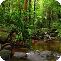 Rainforest Full HD Wallpaper on 9Apps