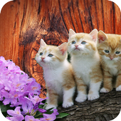 Cute Cat Wallpaper icon
