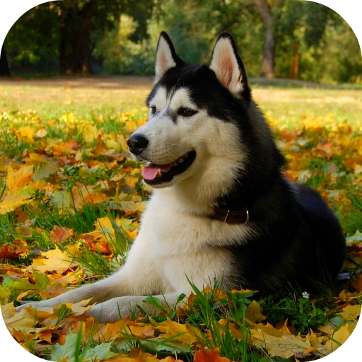 Beautiful Husky Live Wallpaper icon