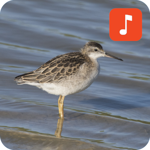 Snipe bird calls иконка