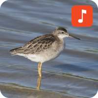 Snipe bird calls on 9Apps