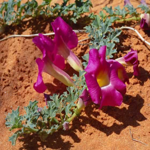 136 African Remedies icon