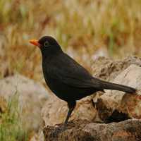 Blackbird Singing on 9Apps