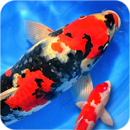 Koi Fish Wallpaper 3D - Water Fish Screensaver 3D icon
