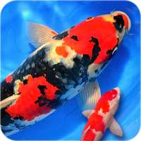 Koi Fish Wallpaper 3D - Water Fish Screensaver 3D