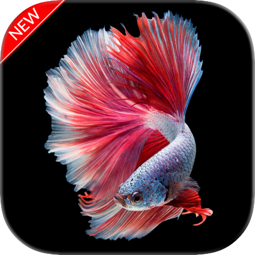 New Betta Fish Wallpaper иконка