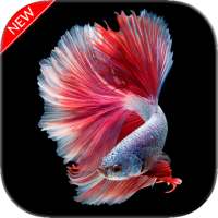 New Betta Fish Wallpaper on 9Apps