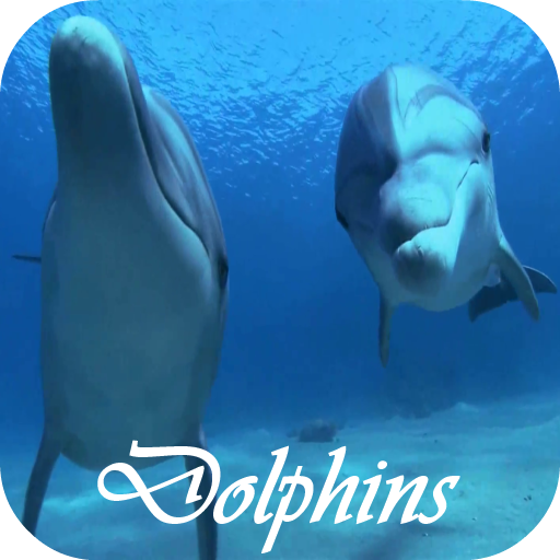 Dolphins Video Live Wallpaper icon