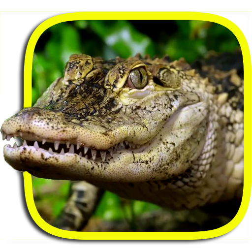 Crocodile Live Wallpaper icon