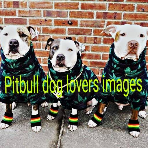 Pitbull Dogs Lover Images icon