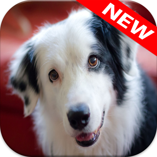 🐕 Border Collie Wallpapers – Cute Dog Wallpaper icon