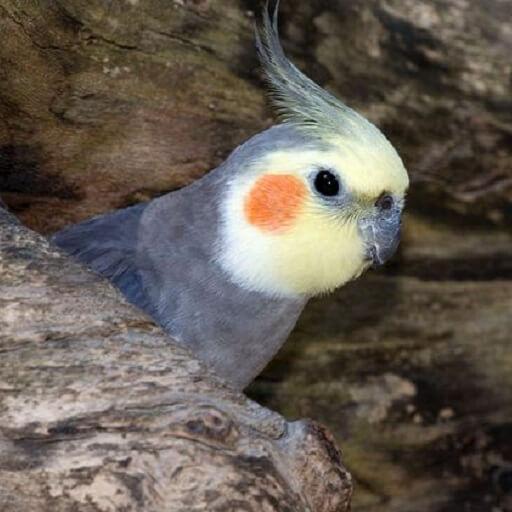 Cockatiels Bird Wallpapers HD icon