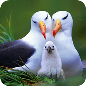 Live Birds Wallpapers(offline) icon