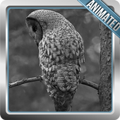Hedwig Owl Animated Wallpaper icon