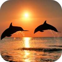 Video Wallpapers: Amazing Dolphins HD on 9Apps