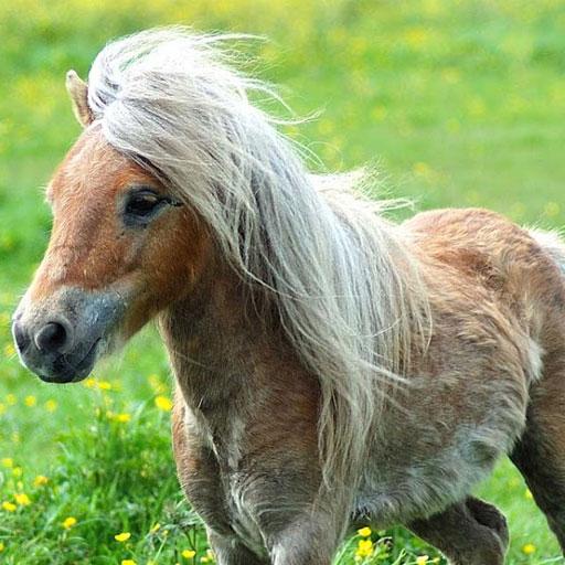 Обои маленькие пони иконка