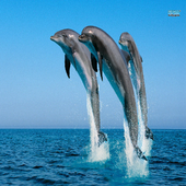 Dolphins Lock Live Wallpaper icon