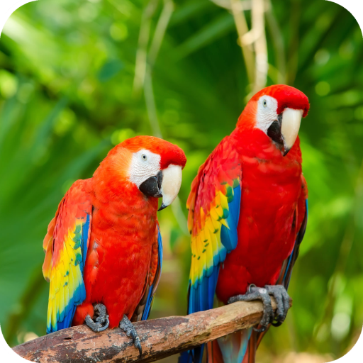 Parrots Wallpaper Best HD icon