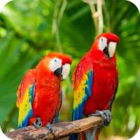 Parrots Wallpaper Best HD