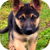 German Shepherd Dog Wallpaper HD icon
