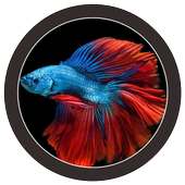 🐟 FREE Betta Fish No Live Wallpapers HD on 9Apps