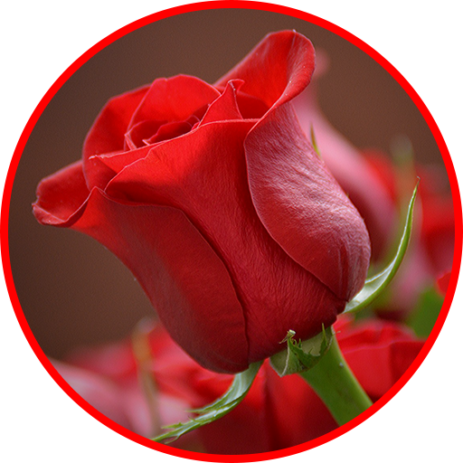 Flowers And Roses 🌷 Animated Images GIF icon