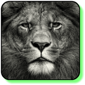Lion Launcher Theme أيقونة