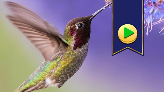 Jigsaw Puzzles Birds Games screenshot 8