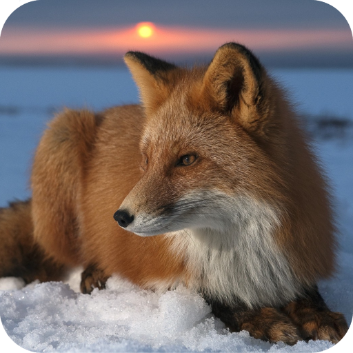 Fox Wallpaper Best 4K icon