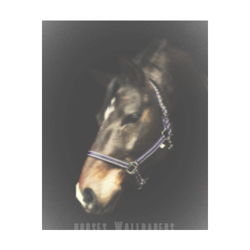 Fotos de Cavalos para papeis de parede... icon