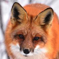 World of Animals Free